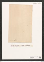 Navicula distans (W.Sm.) Ralfs. (de-Toni-Nr.: Genus 1, Species 130) Zeichnungen Sammlung Grunow (NHMW-BOT-W0366697)